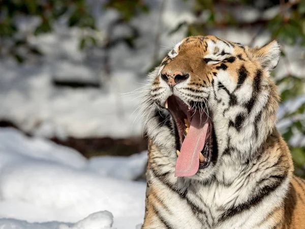 Siberian tiger, Panthera tigris altaica, yawning with a big open mouth, showing teeth and tounge. Snow on the ground. space for text on left side