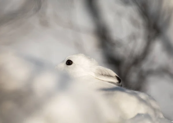 Zając Bielak Lepus timidus, w zimie futrem, ukrywając się w krajobraz mroźną zimę w regionie Kristiansand, Norwegia — Zdjęcie stockowe