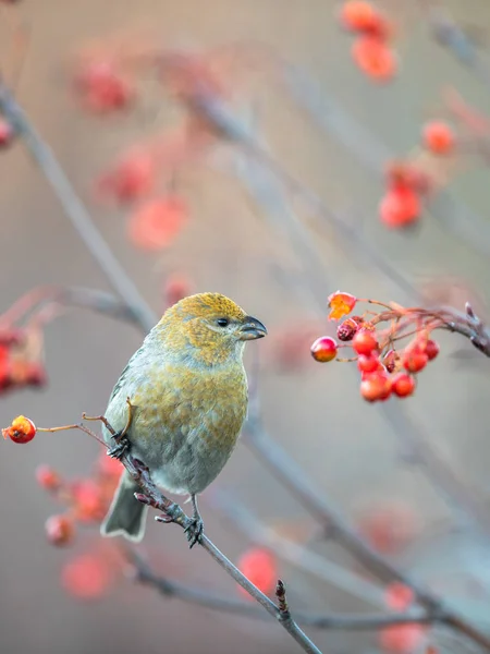 Grosbeak de pino, enucleador de Pinicola, hembra alimentándose de bayas, hermosos colores otoñales —  Fotos de Stock