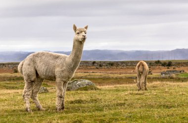 Alpacas, Vicugna pacos, Lista, Norveç 'in güzel manzarasında.