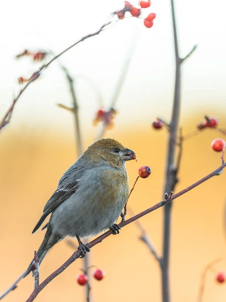 Pijnboomsnavel, Pinicola enucleator, vrouwtjesvogel die zich voedt met bessen — Stockfoto