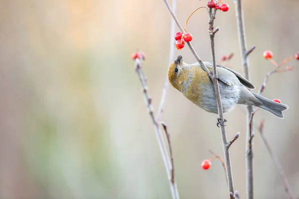 Pine grosbeak, enucleador Pinicola, pássaro fêmea alimentando-se de bagas — Fotografia de Stock