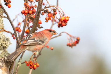 Çam gagası, Pinicola enükleatörü, Sorbus meyveleriyle beslenen erkek kuş.