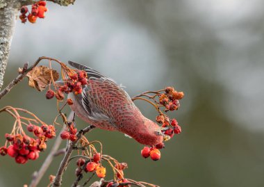 Çam gagası, Pinicola enükleatörü, Sorbus meyveleriyle beslenen erkek kuş.