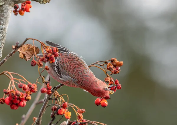 Pine grosbeak, enucleador Pinicola, pássaro macho alimentando-se de bagas Sorbus — Fotografia de Stock