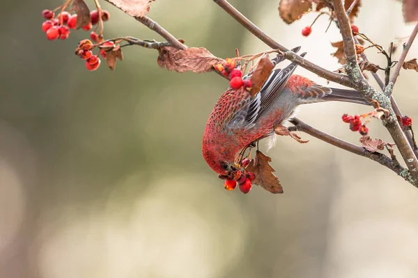 Pine grosbeak, enucleador Pinicola, pássaro macho alimentando-se de bagas Sorbus — Fotografia de Stock