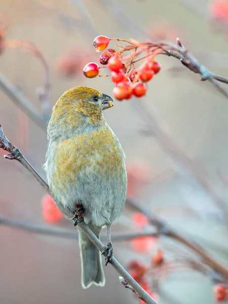 Pine grosbeak, enucleador Pinicola, pássaro fêmea alimentando-se de bagas — Fotografia de Stock