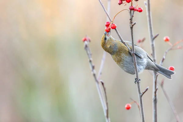 Pine grosbeak, enucleador Pinicola, pássaro fêmea alimentando-se de bagas — Fotografia de Stock