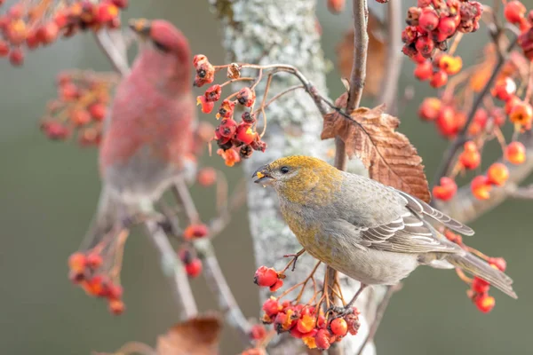 Grosbeak sosny, enukleator pinicoli, samica z przodu, samiec nieostry w tle Zdjęcia Stockowe bez tantiem