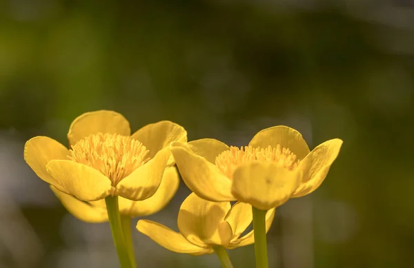 Kingcup o Marsh Marigold - Caltha palustris flores de cerca —  Fotos de Stock