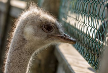 Devekuşu esaret altında, tel örgülerin arasından bakıyor.