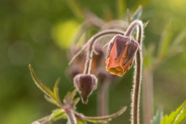 Beautiful Water Avens, Geum rivale, flowers clipart