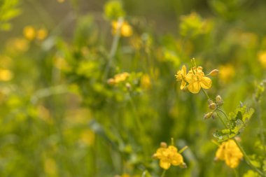 Daha büyük bir selandin, yumuşak doğal arka planı olan Chelidonium majus.