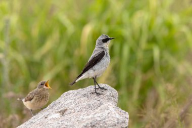 Kuzey buğday tarlası - Okyanus - Erkek kuş aç yavrusundan uzağa bakıyor