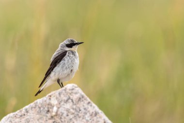 Kuzey Wheatear- Oenanthe oenanthe - Erkek kuş yeşil doğal arka planı olan bir kayanın üzerinde oturur.