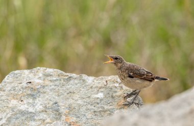 Juvenile Northern Wheatear, Oenanthe Oenanthe. Genç kuş yemek için yalvarıyor.