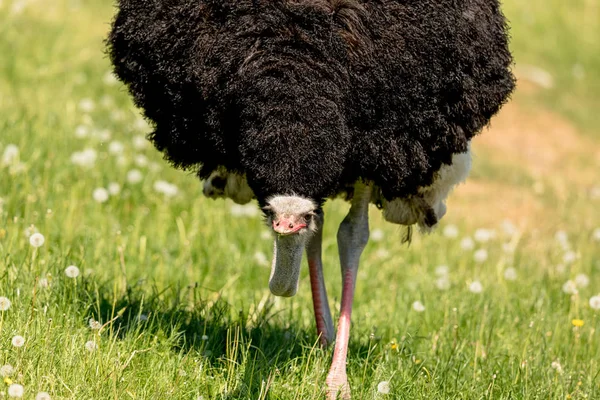 大きな足の共通Ostrich, Struthio camelus,低頭のカメラに向かって歩く大きなオスの鳥 — ストック写真