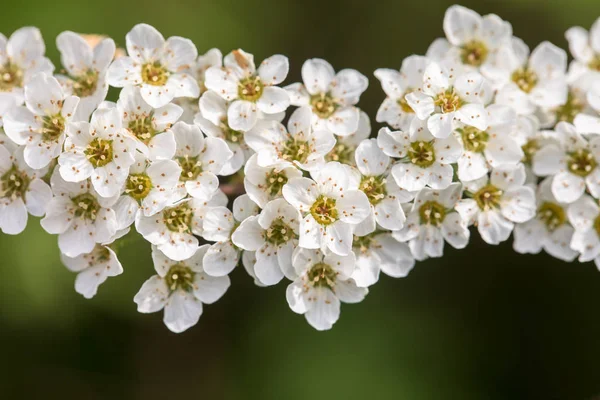 Spiraea cinerea - Grefsheim - spirea flowers on green background — Stock Photo, Image