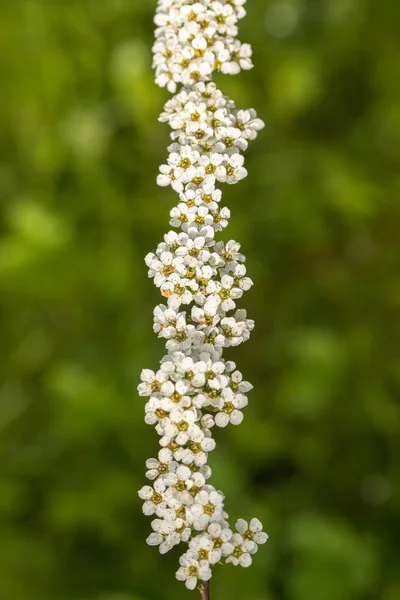 Spiraea cinerea - Grefsheim - spirea flowers on green background — Stock Photo, Image