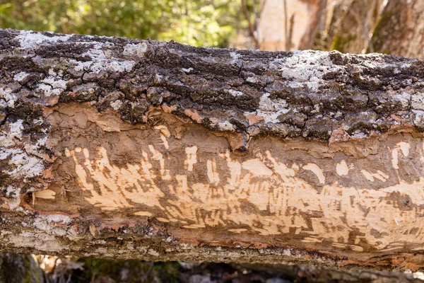 Beaver - fibra de Castor - gnawed the trunk of a old tree. Las huellas de dientes de un beaver en un tronco de árbol cierran.. —  Fotos de Stock