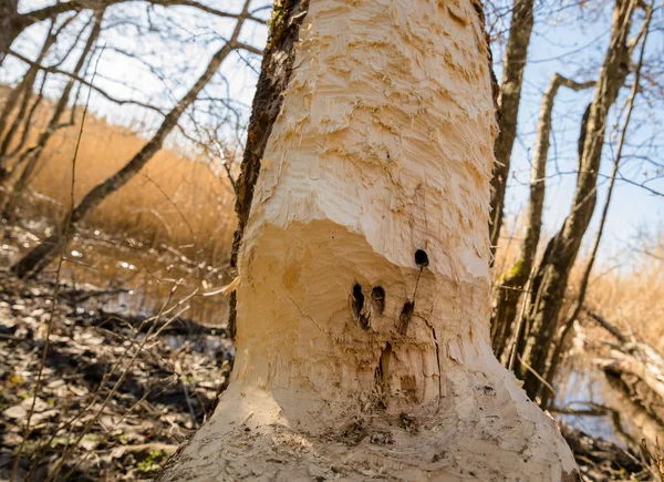 Bobr - Castor fiber - ohlodal kmen starého stromu. Stopy zubů bobra na kmeni stromu zblízka. — Stock fotografie