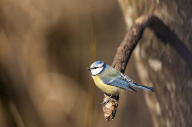 Mavi baştankara, Parus caeruleus, Bahar orman Norveç'te bir şube oturur