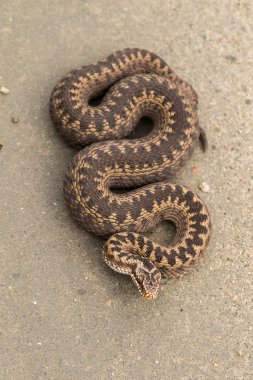 Brown female of Common European Adder, Vipera berus, on dirt road, picture from above clipart
