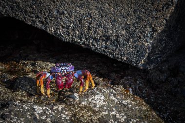 Grapsus adscensionis - kırmızı rock Yengeç, Porto Riko, Gran Canaria, İspanya bir kayada duran