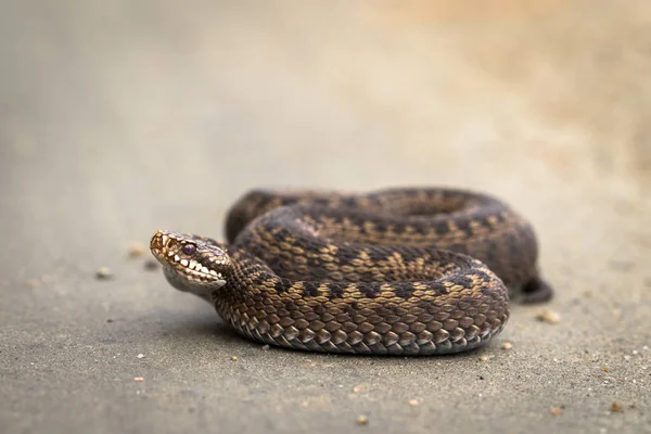 Hnědá samice zmije obecná, Vipera berus, na polní cestě — Stock fotografie