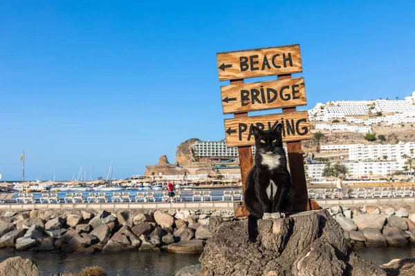 A stray cat posing on a tree stump in front of a sign pointing at the beach in Puerto Rico, Gran Canaria in Spain — Stock Photo, Image