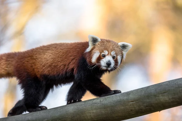 Panda vermelha ou panda menor, Ailurus fulgens, caminhando em um tronco de árvore — Fotografia de Stock