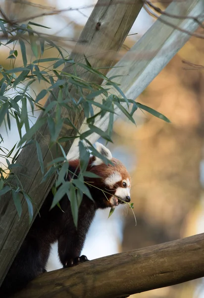 Red panda or Lesser panda, Ailurus fulgens, eating bamboo leaves