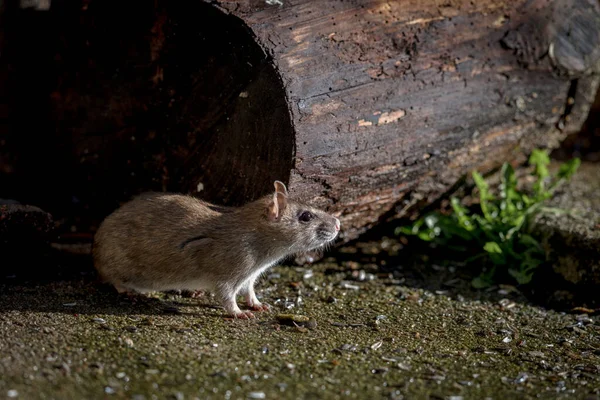 野生の茶色のノルウェーラットガラタノルビカスが屋外に座り — ストック写真