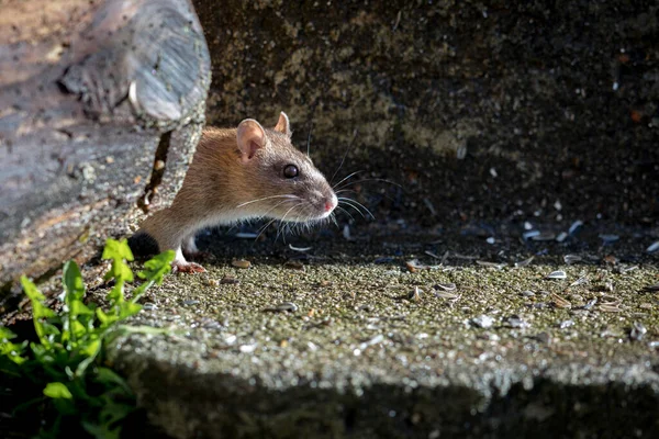 好奇心旺盛な野生の茶色のノルウェーネズミガラタノルビカス頭 — ストック写真