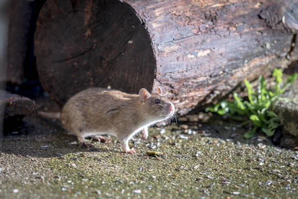 Wilde bruine Noordse rat, rattus norvegicus, buiten zittend Rechtenvrije Stockafbeeldingen