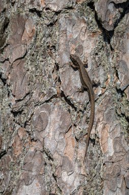 Canlı kertenkele - Zootoca vivivipara - Erkek sürüngen çam ağacının kabuğunda oturur - Pinus sylvestris