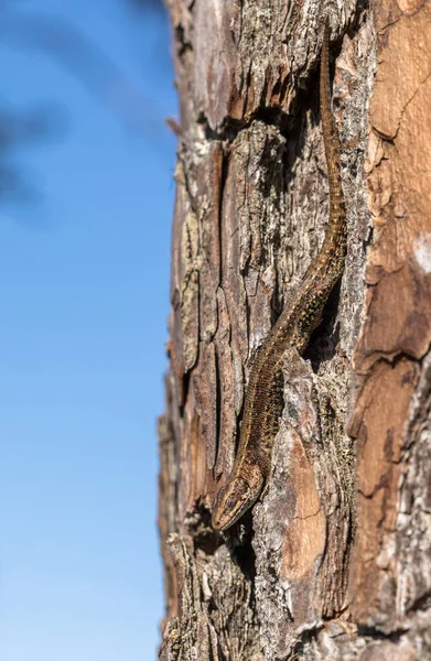Lagarto vivo - Zootoca vivipara - se sienta boca abajo sobre un pino - Pinus sylvestris — Foto de Stock
