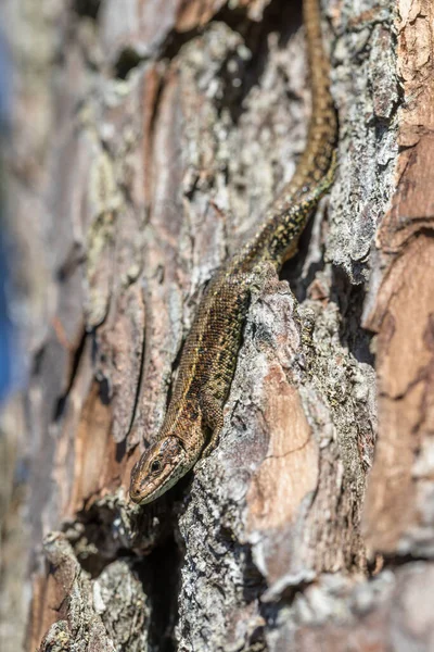 Lagarto vivo - Zootoca vivipara - se sienta boca abajo sobre un pino - Pinus sylvestris — Foto de Stock