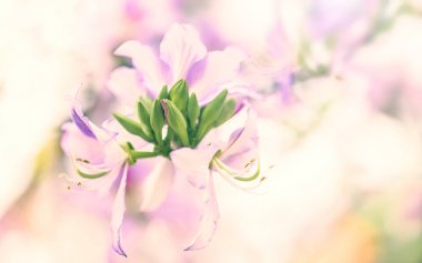 Güzel Bauhinia Variegata hafif Pembe çiçek closeup. Seçileceği yer