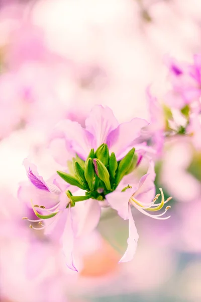아름 다운 히 Variegata 빛 핑크 꽃의 근접 촬영 선택한 — 스톡 사진