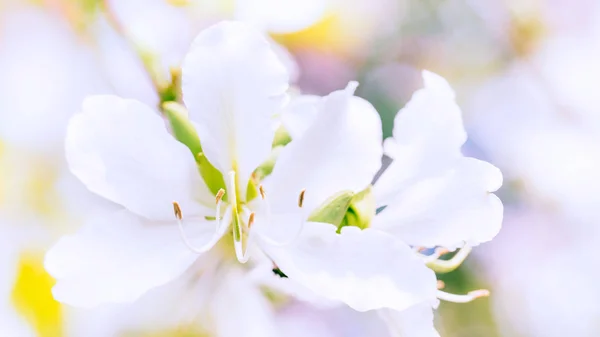 Închiderea frumoasei Bauhinia Variegata floare roz deschis. Selec — Fotografie, imagine de stoc