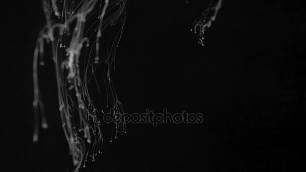 Bílý inkoust efekt ve vodě natočil na černém pozadí. Abstraktní inkoust vytváří úžasně jedinečná formace. Natočeno v rozlišení 4k — Stock video