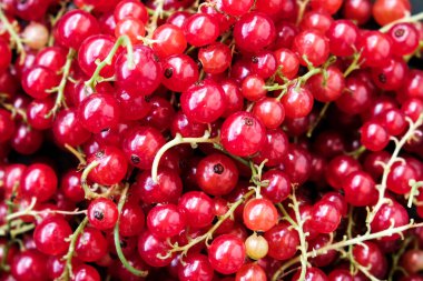 Olgun kırmızı kuş üzümü karanlık bir arka plan üzerinde. Su damlacıkları.