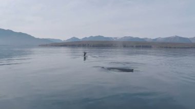 Vahşi mavi balina turistlere tekne safari turu sırasında görülen büyük beden