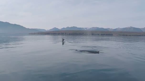 Grande corpo de baleia azul selvagem visto durante o passeio de safári de barco para turistas — Vídeo de Stock