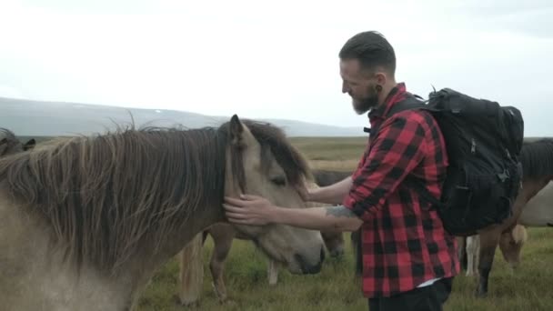 Islandshästar är en hipster kille smeker en häst i Island. leende glada med en häst i vacker natur på Island. — Stockvideo