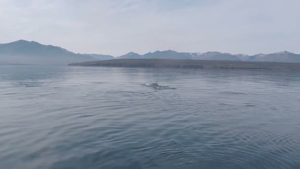 観光客のボートのサファリのツアー中に見られる野生のシロナガスクジラの大きな体 — ストック動画