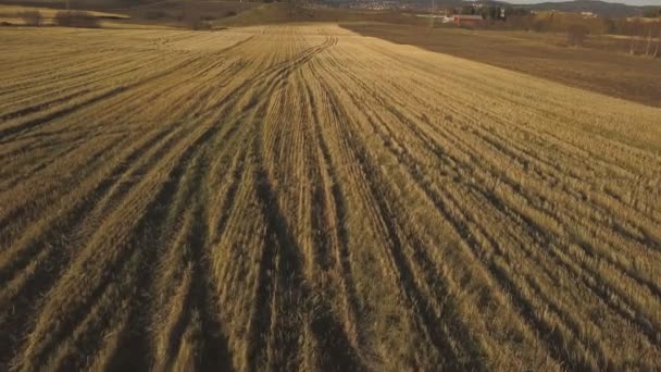 Beveled field in autumn. Hay. Straw. — Stock Video