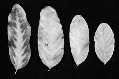 sonbahar soyut kompozisyon bir minimalizm tarzı zarif bir gölge ile eski bir yaprak. siyah beyaz fotoğraf