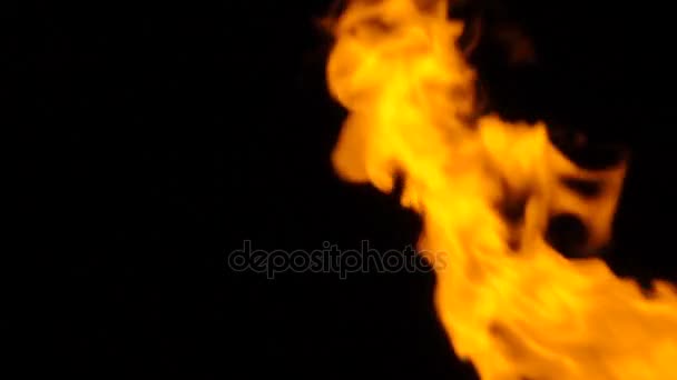 Полум'я вогню на чорному тлі — стокове відео